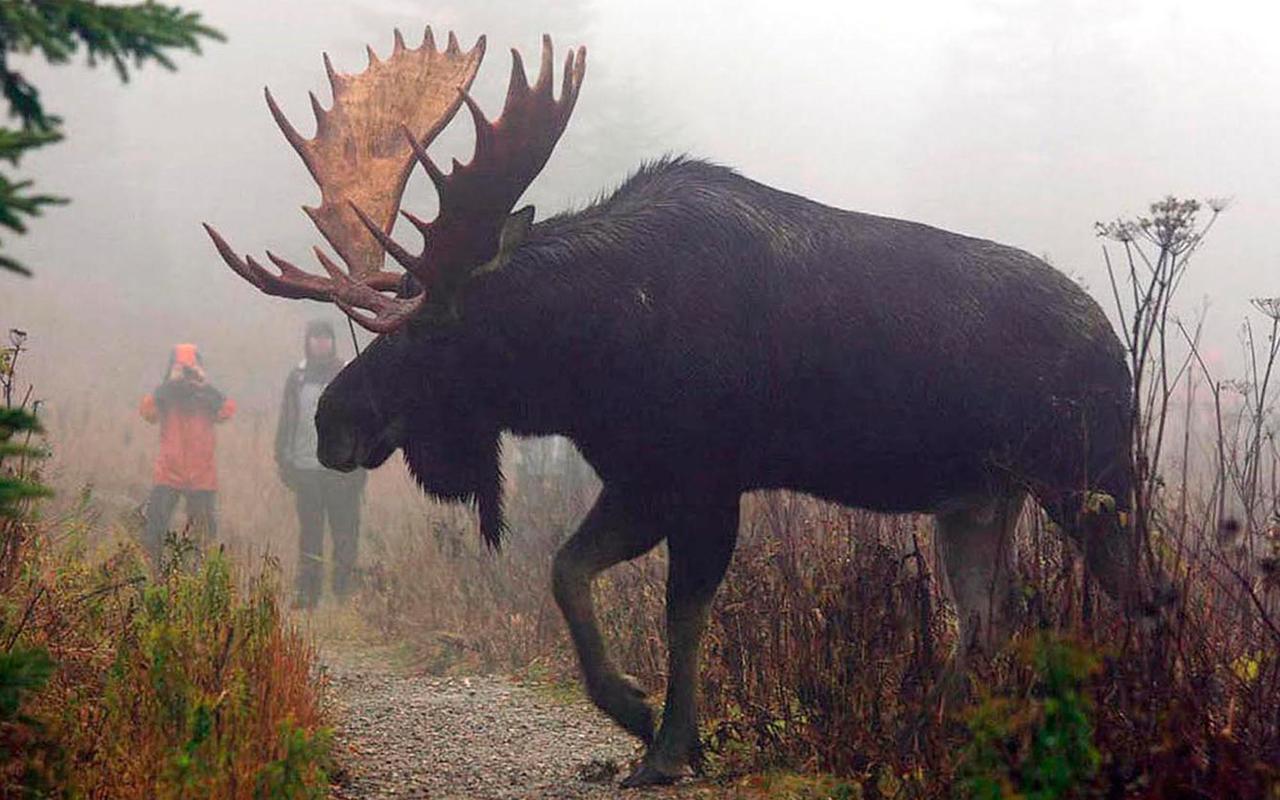 Le Ti Moose Vila La Malbaie Exterior foto