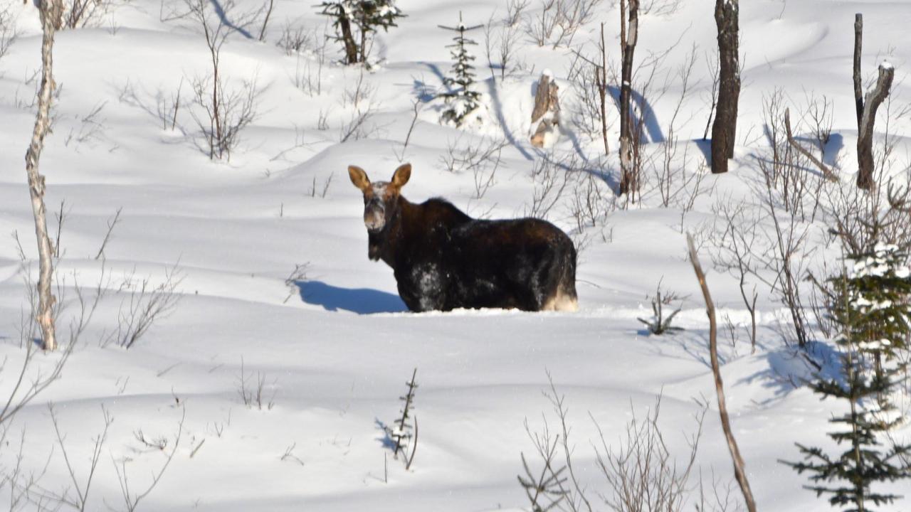 Le Ti Moose Vila La Malbaie Exterior foto